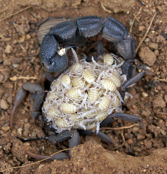 Mother-scorpion-carrying-babies-Wildmoz.com