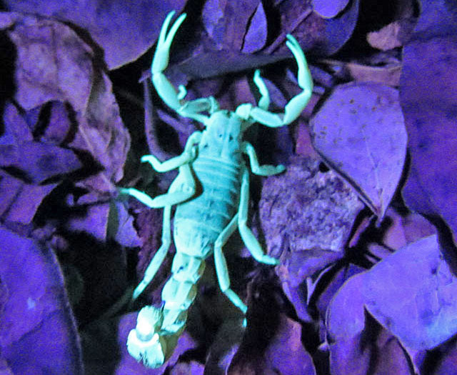 Ultraviolet-light-scorpion-Wildmoz.com