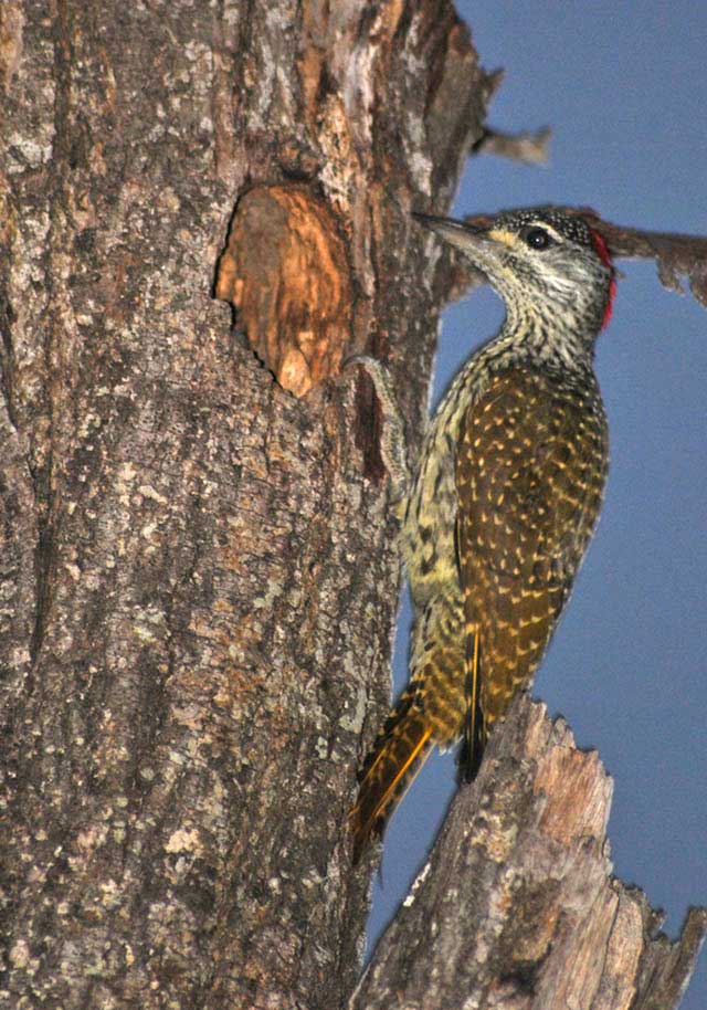 Woodpecker-at-tree-house-Wildmoz.com