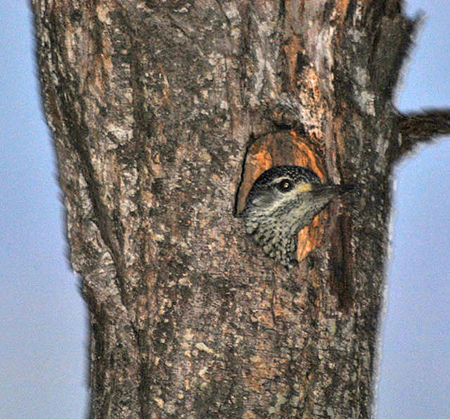 Woodpecker-in-tree-hole-Wildmoz.com